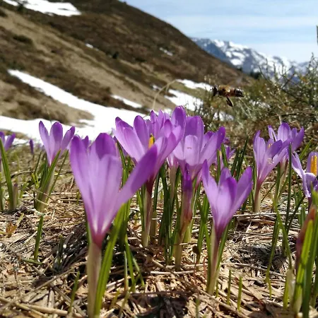 In Near Mayrhofen Area Apartment